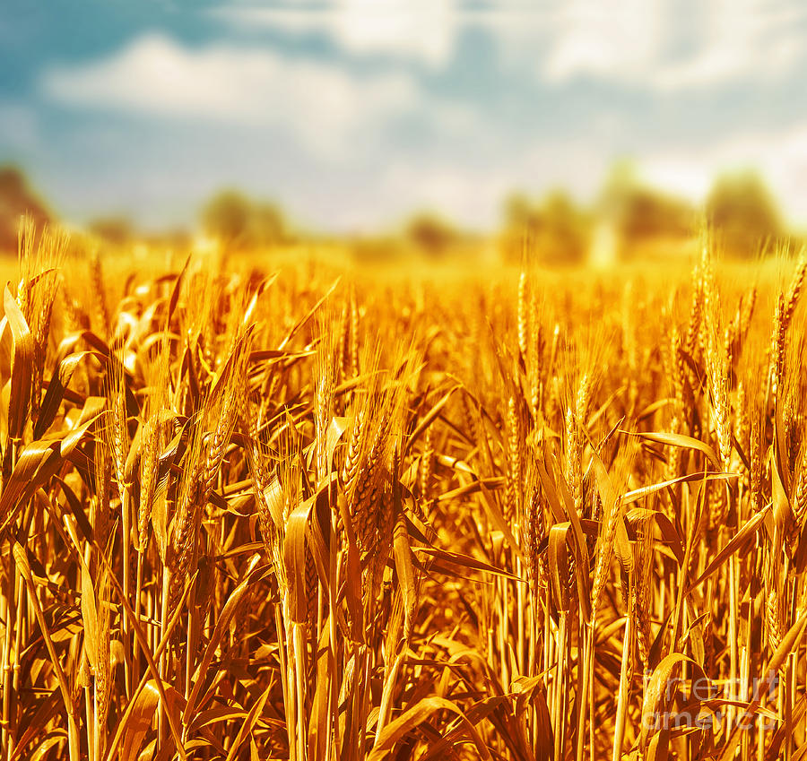 Beautiful wheat field  #2 Photograph by Anna Om