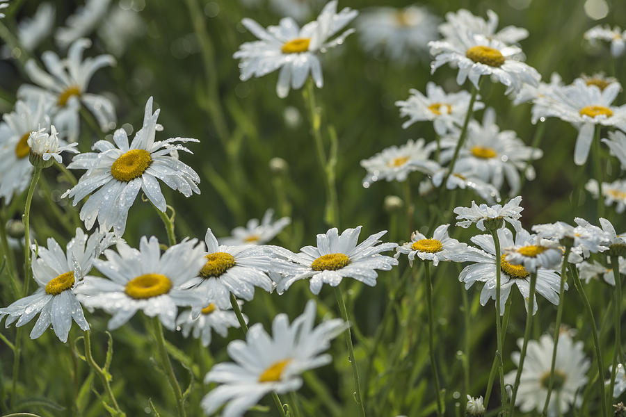 Beautiful white daisies #1 Photograph by Vishwanath Bhat