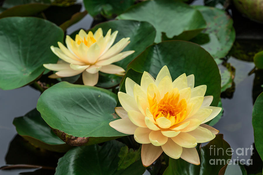 Beautiful yellow water lily #1 Photograph by Tosporn Preede