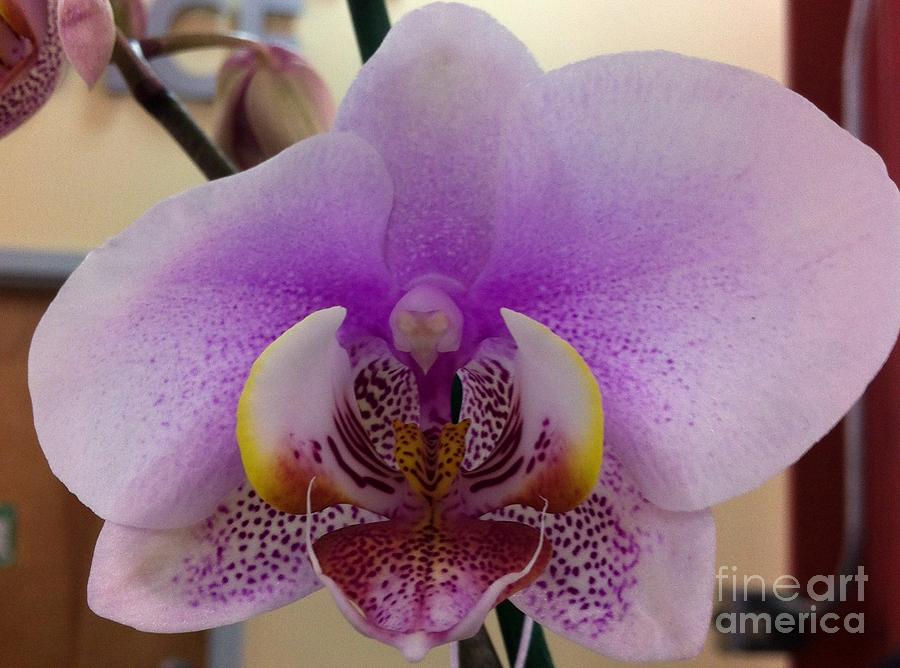 Orchid Photograph - Beauty  #1 by Nona Kumah