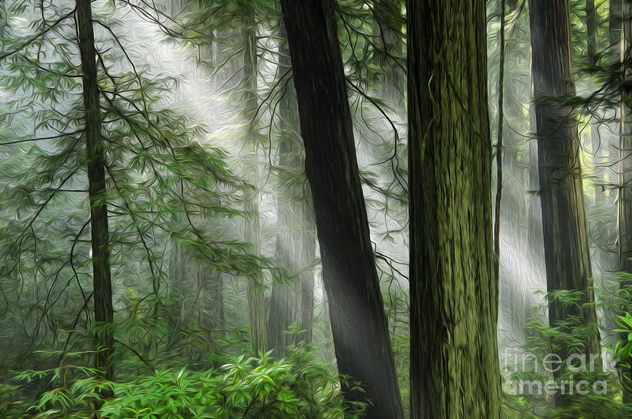 Beauty Of California Redwoods 4 #2 Photograph by Bob Christopher