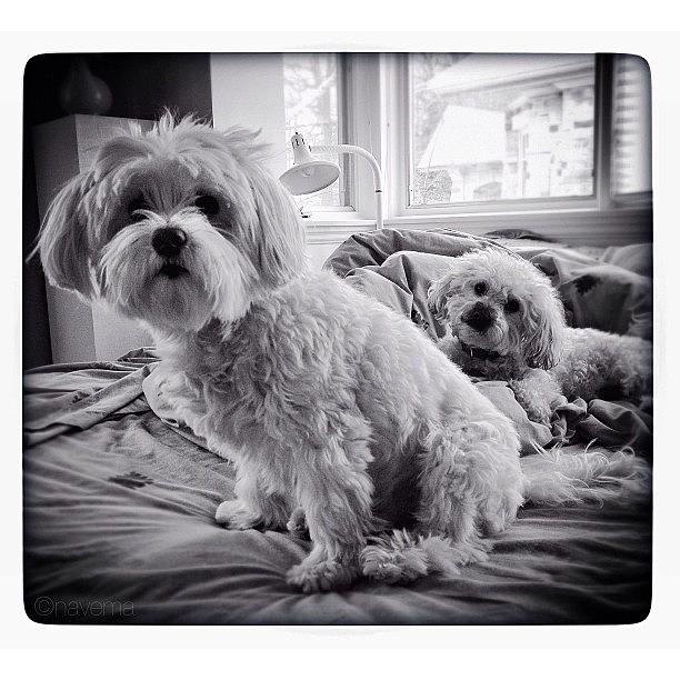 Dog Photograph - Bed Buddies #1 by Natasha Marco Dog Photograph - Bed Buddies #1 by Natasha Marco
