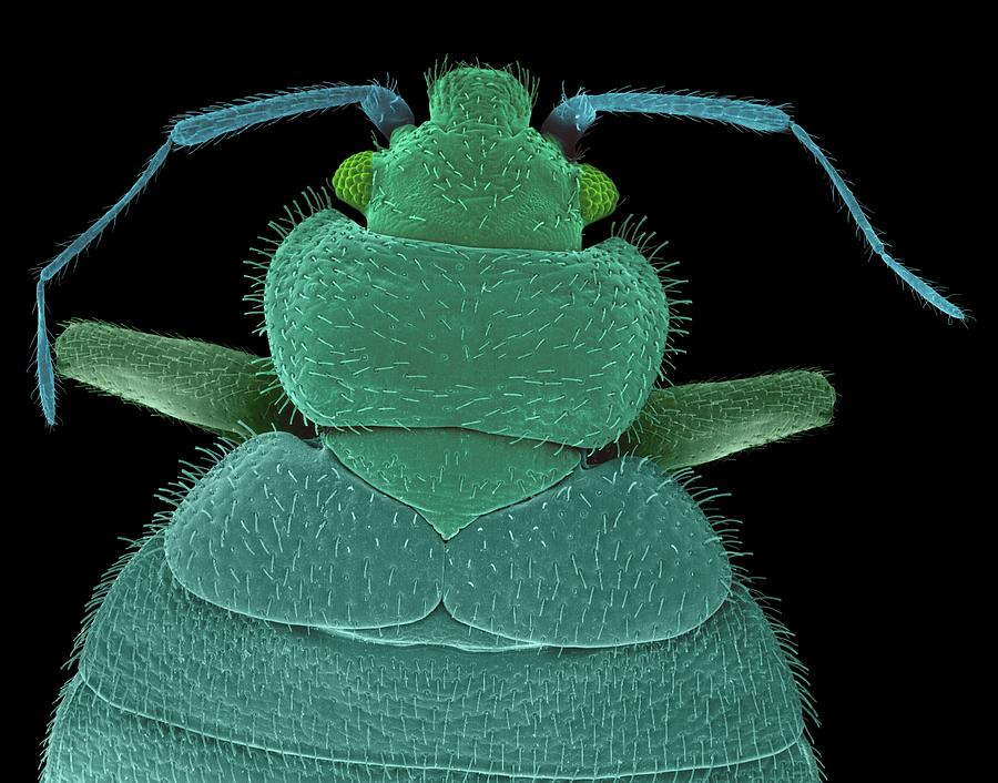 Bed Bug #1 Photograph by Dennis Kunkel Microscopy/science Photo Library