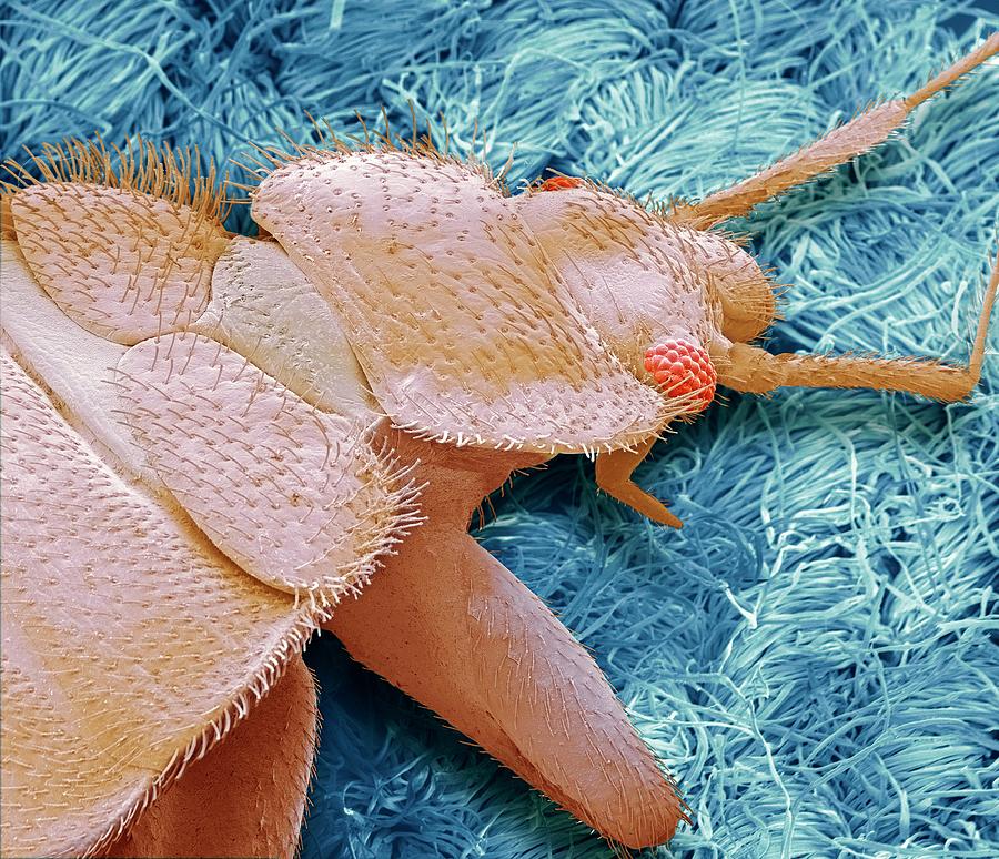 Bedbug #1 Photograph by Steve Gschmeissner/science Photo Library