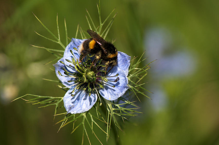 Bee collecting pollen #1 Photograph by Chris Day
