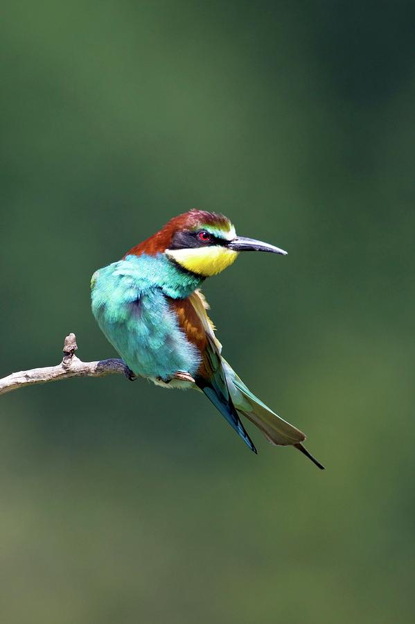 Bee-eater Photograph by John Devries/science Photo Library - Fine Art ...