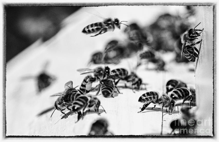 Copyright Owner Photograph - Bee Hive Sepia Tone #1 by Iris Richardson