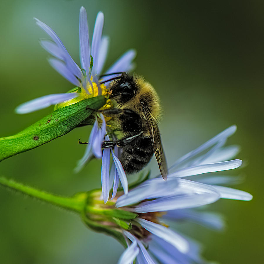 Nature Photograph - Bee in a Wild Flower #1 by Paul Freidlund
