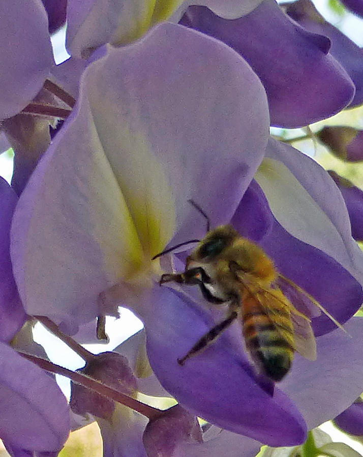 Bee in Wisteria #2 Photograph by Claudia Goodell