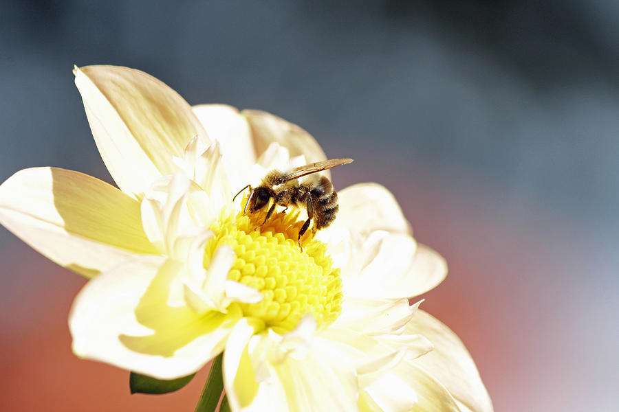 Nature Photograph - Bee on a white dahlia by Kristian Jensen