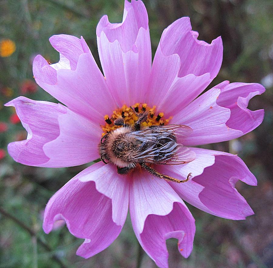 Bee on Cosmos #1 Photograph by MTBobbins Photography