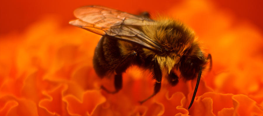 Bee on orange flower #1 Photograph by Prince Andre Faubert