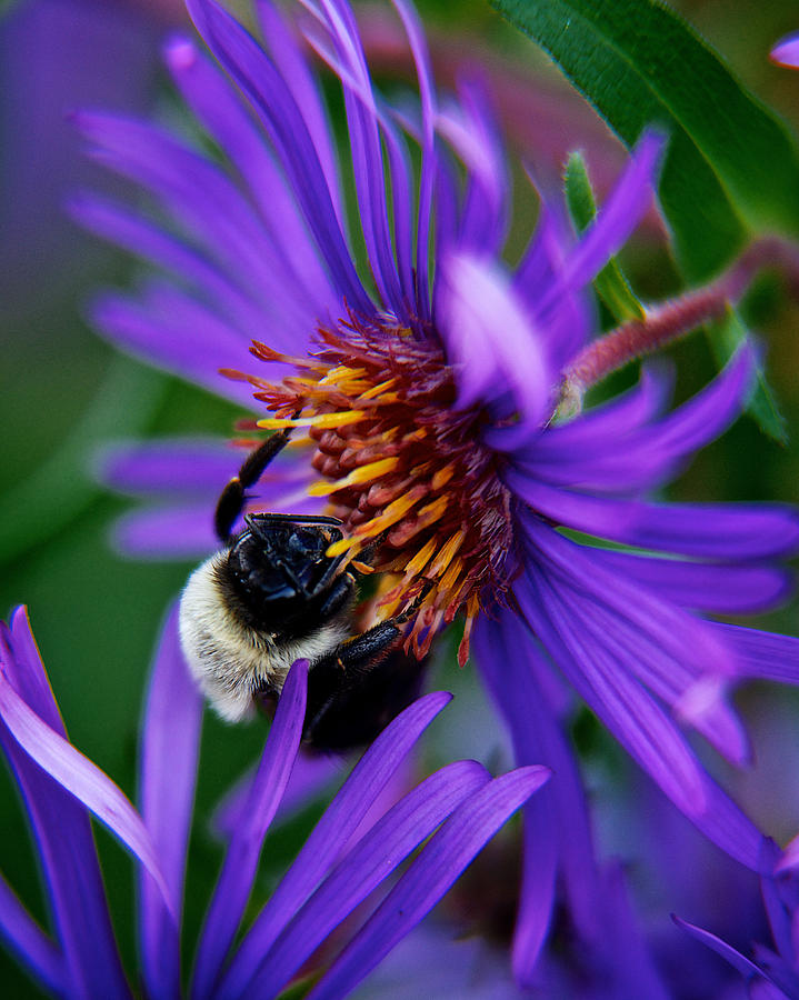 Bee on purple flower #1 Photograph by Prince Andre Faubert