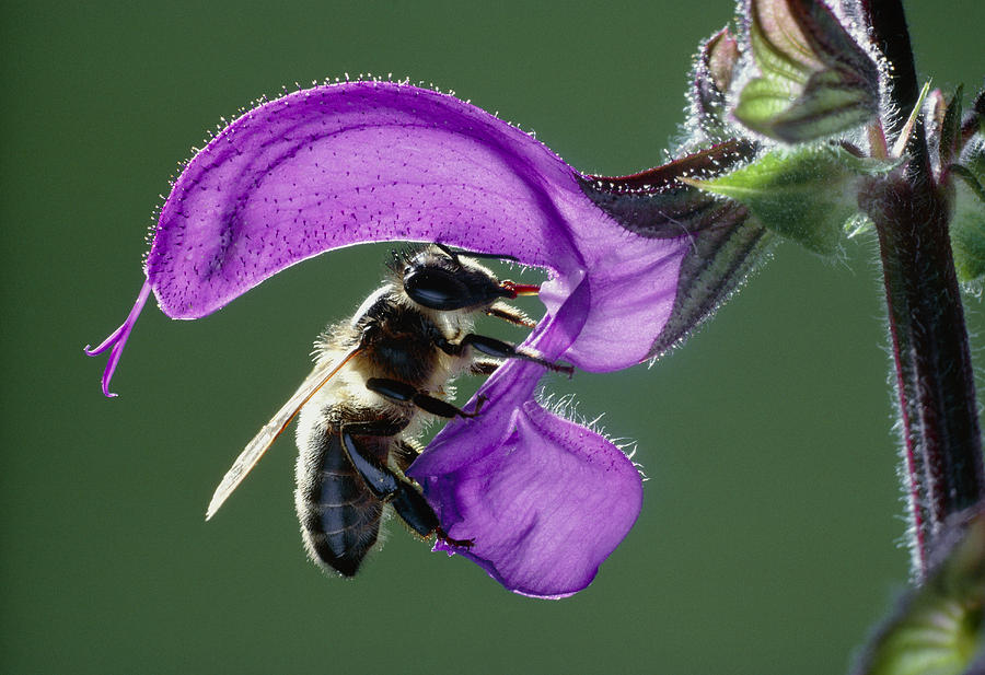 Nature Photograph - Bee Pollinating Sage #1 by Perennou Nuridsany