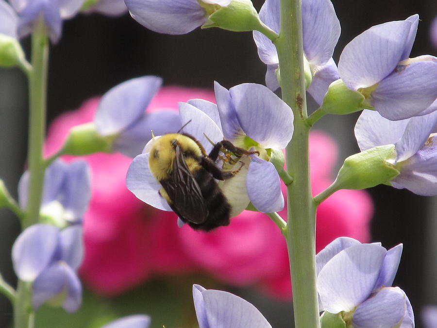 Blue Flower Photograph - Bee With Blue Wild Indigo #1 by Alfred Ng