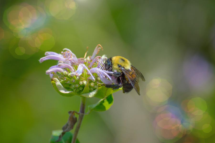 Insects Photograph - Bee Work #2 by Jens Larsen