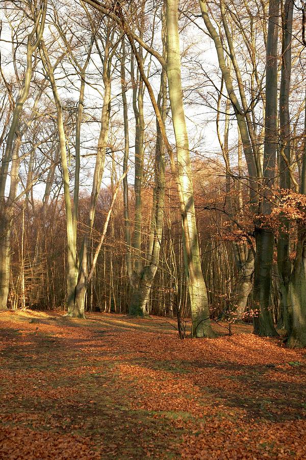 Beech Wood (fagus Sylvatica) At Sunset Photograph by Rachel Warne ...