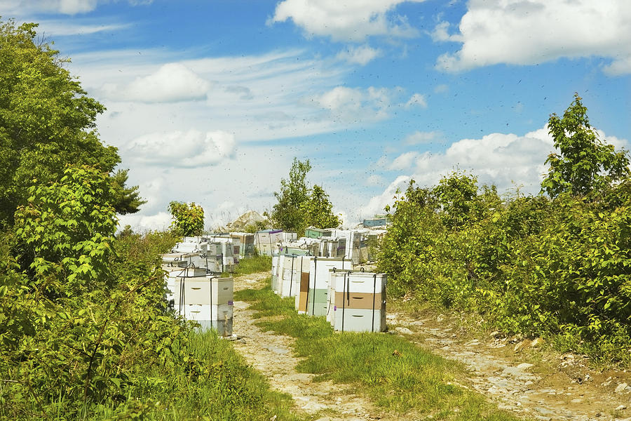 Summer Photograph - Beehives In A Maine Blueberry Field #1 by Keith Webber Jr
