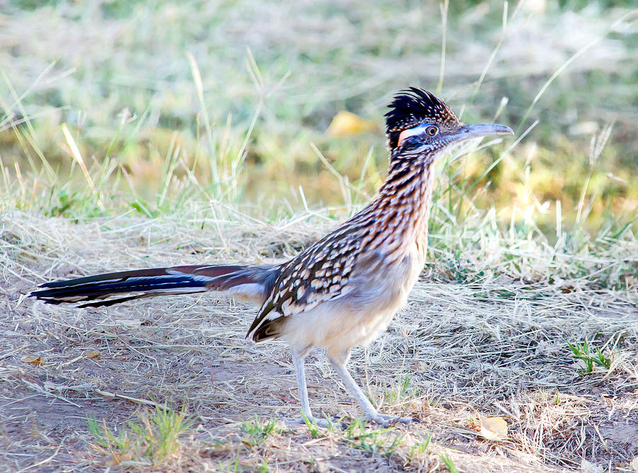 Beep Beep Photograph by Robert Cook