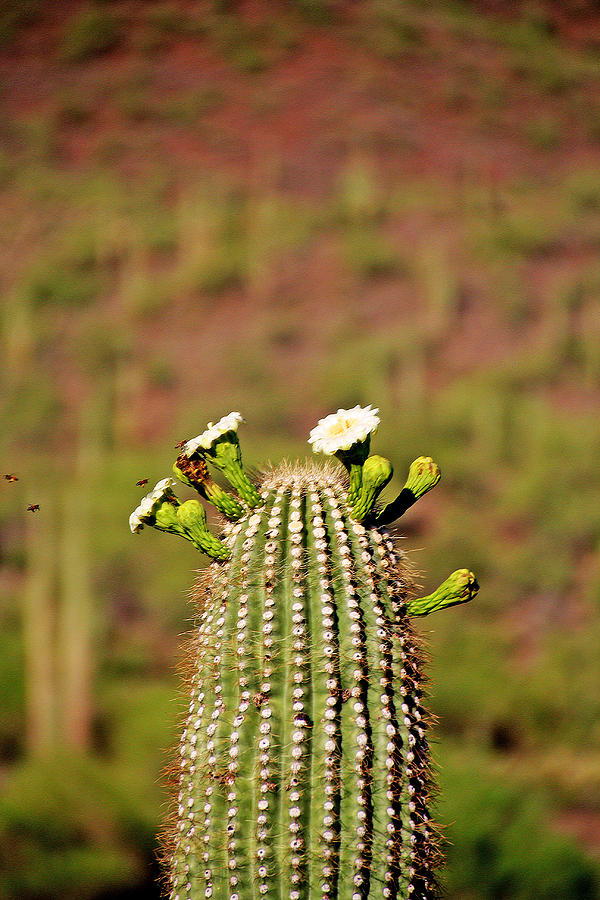 Bees To Honey Photograph by John Langdon Bees To Honey Photograph by John Langdon