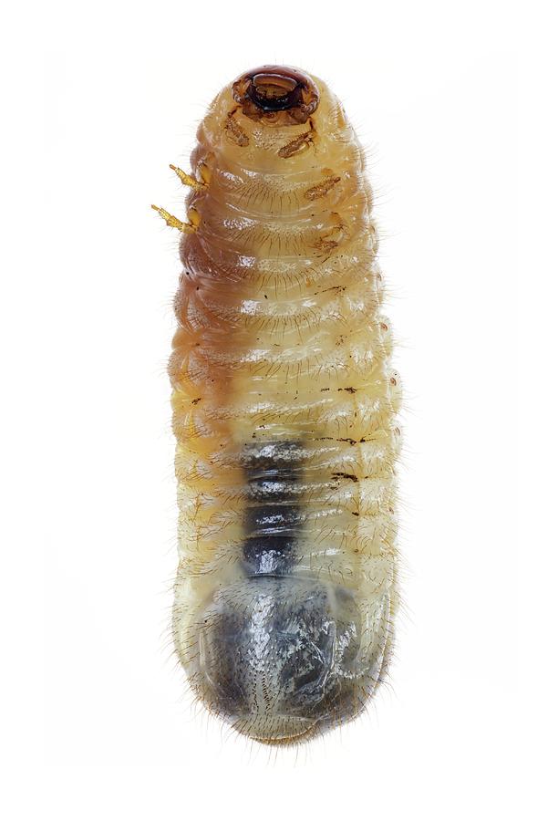 Tabanidae Larvae