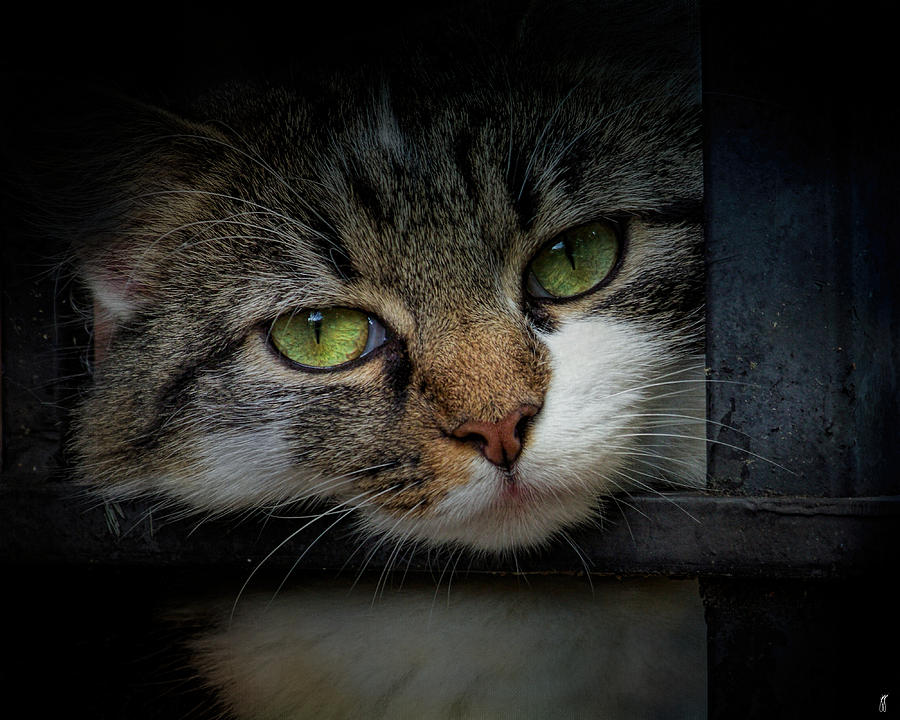 Cat Photograph - Behind Bars #2 by Jai Johnson