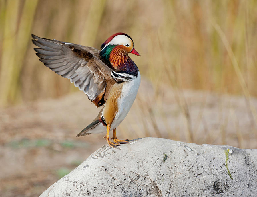 Duck Photograph - Beijing, China, Male Mandarin Duck #1 by Alice Garland