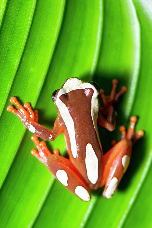 Beireis Tree Frog #1 Photograph by Louise Murray/science Photo Library