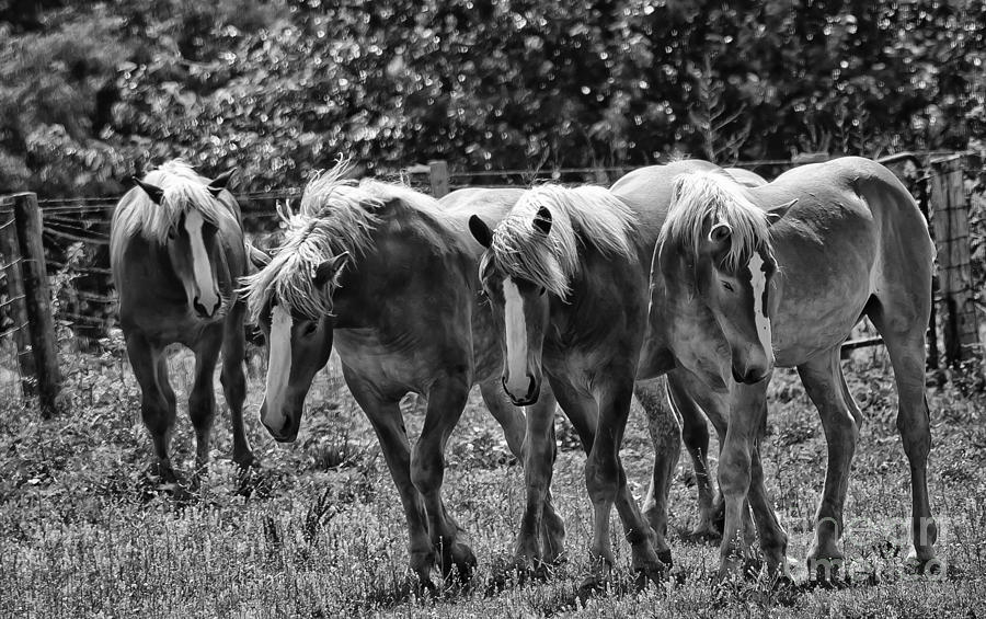 Belgian Draft Horses #1 Photograph by Wilma  Birdwell