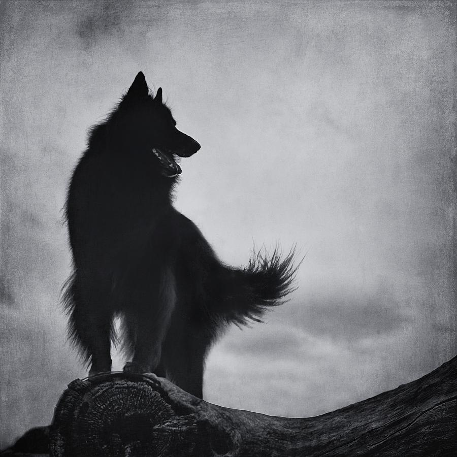 belgian shepherd laekenois rescue belgian shepherd groenendael 3 photograph by wolf shadow photography belgian shepherd laekenois rescue belgian shepherd groenendael 3 photograph by wolf shadow photography