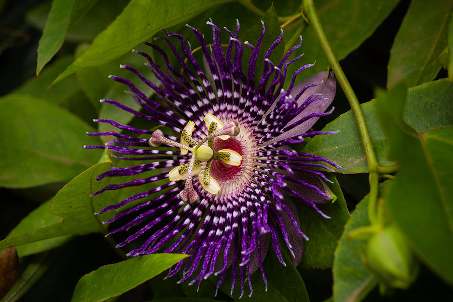 Bell Apple flower - Passiflora Nitida #1 Photograph by SAURAVphoto Online Store