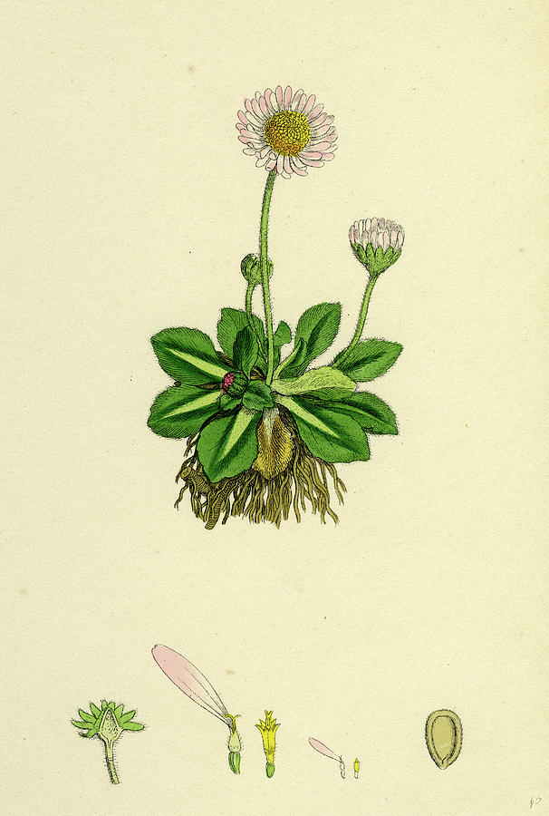 Bellis Perennis Common Daisy Drawing By English School