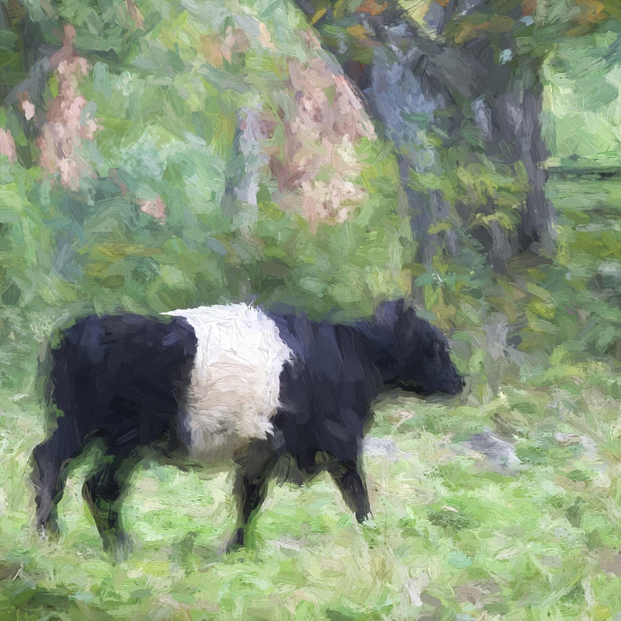Spring Photograph - Belted Galloway Cow Painterly Effect #1 by Carol Leigh