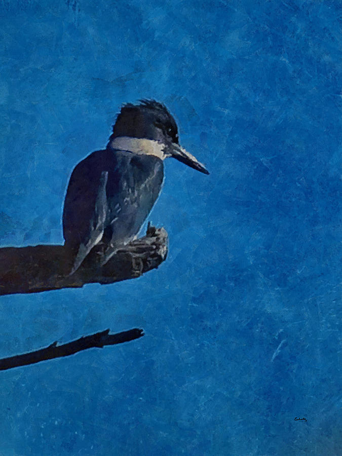 Belted Kingfisher #1 Digital Art by Ernest Echols
