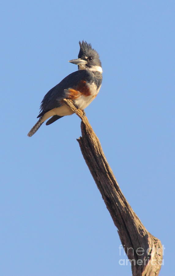 Belted Kingfisher #1 Photograph by Robert Frederick