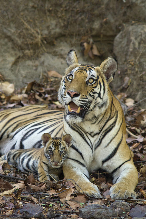 Bengal Tiger And Cub Bandhavgarh Np #1 Photograph by Suzi Eszterhas