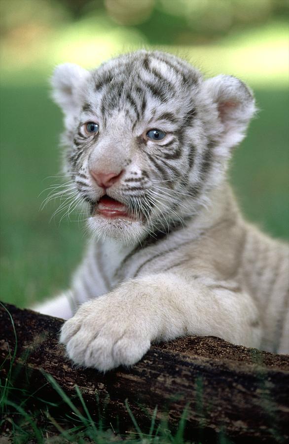 Bengal Tiger Cub Photograph by Byron Jorjorian