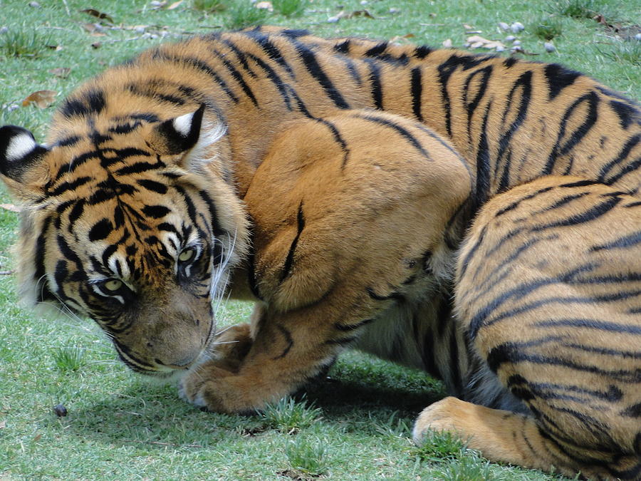 Bengal Tiger Photograph