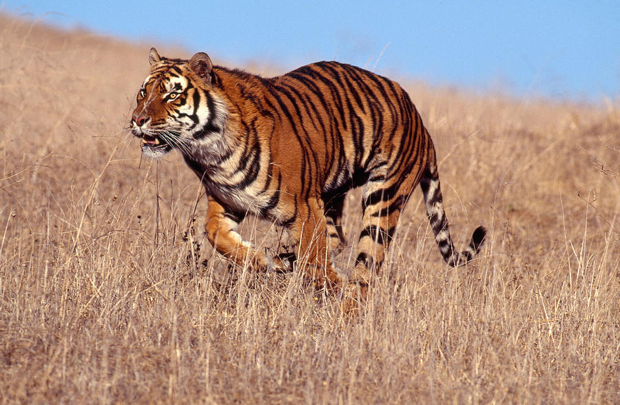 Bengal Tiger #1 Photograph by Jeffrey Lepore