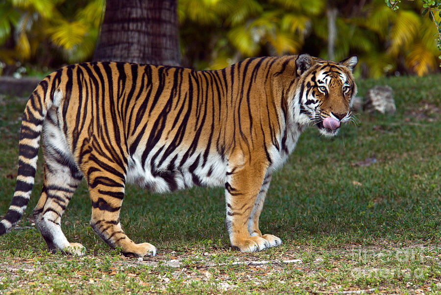 Bengal Tiger #1 Photograph by Mark Newman