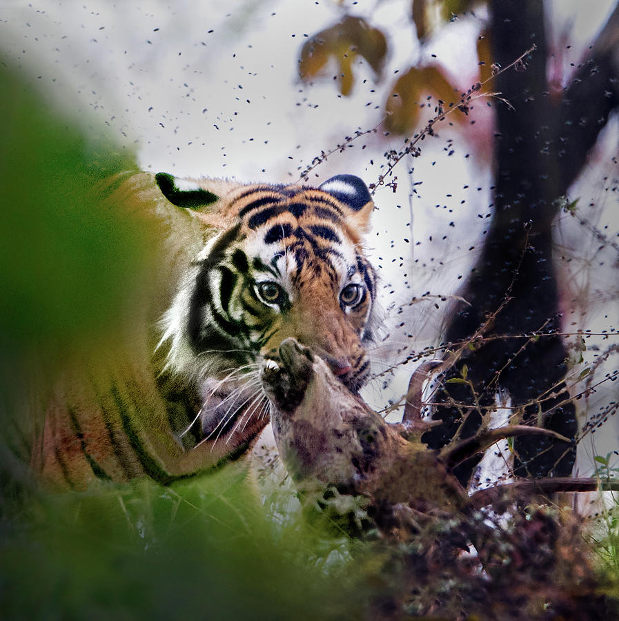 Deer Photograph - Bengal Tiger Panthera Tigris Tigris #1 by Animal Images