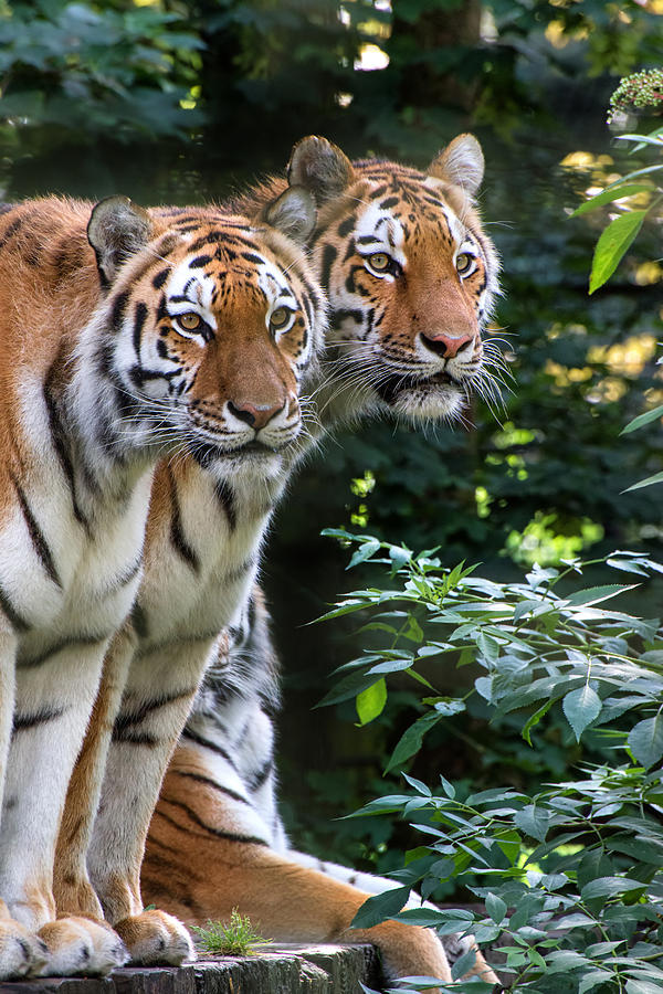 Wildlife Photograph - Bengal tiger panthera tigris tigris in captivity #1 by Matthew Gibson