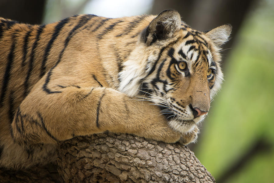 Bengal tiger (Panthera tigris tigris) on a tree, wildlife shot #1 Photograph by Guenterguni