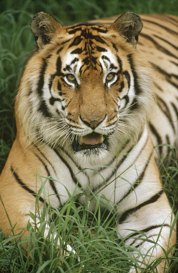 Bengal Tiger Portrait #1 Photograph by Gerry Ellis