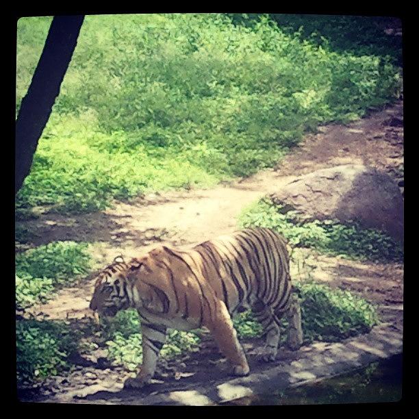 Bengal Tiger #1 Photograph by Webacto Nodea