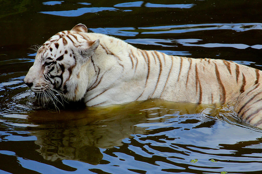 Tiger Photograph - White Bengal Tiger Bathing by Venetia Featherstone-Witty