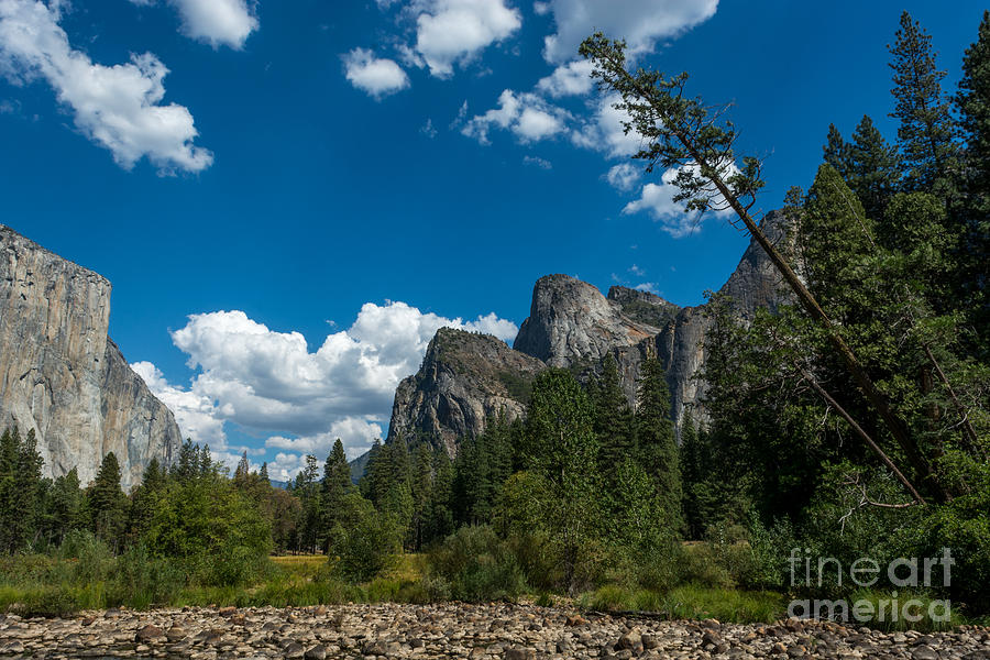 Yosemite National Park Photograph - Bent Pine #1 by Daniel Ryan