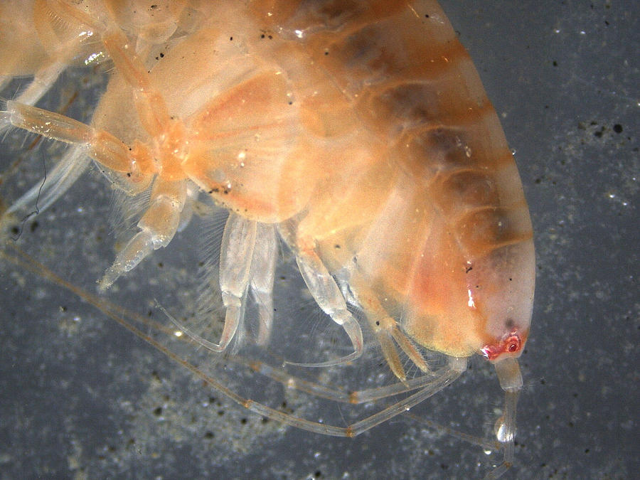 Benthic Amphipod #1 Photograph by Carleton Ray