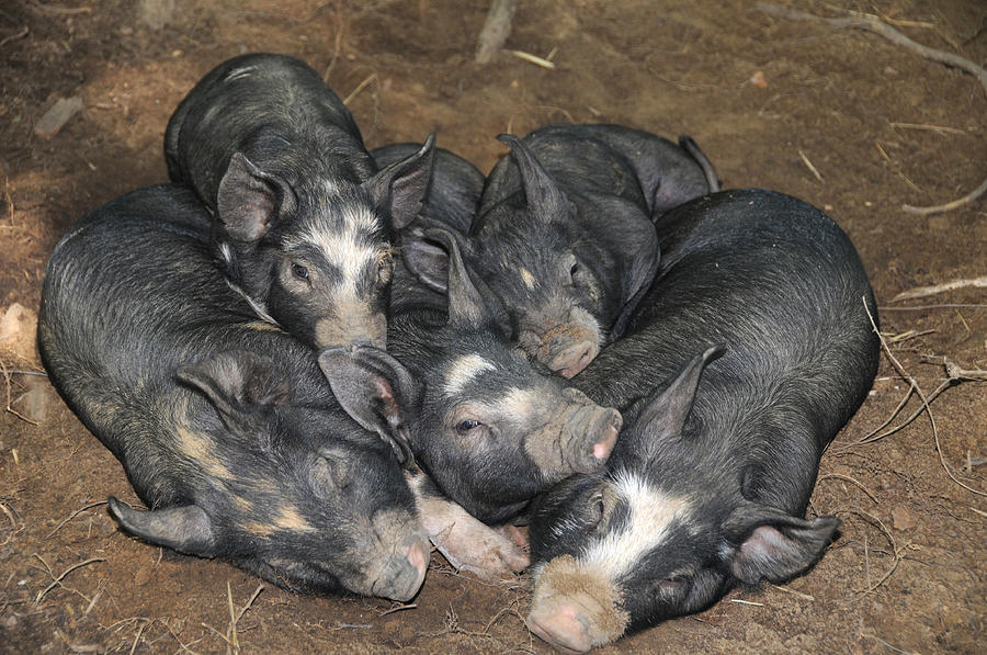 Berkshire Pigs #1 Photograph by Bonnie Sue Rauch