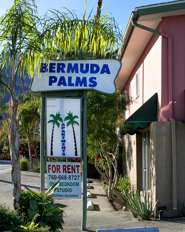 Bermuda Palms #1 Photograph by William Dey